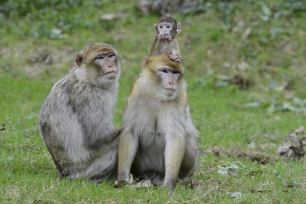 Barbary Macaques (Macaca sylvanus)