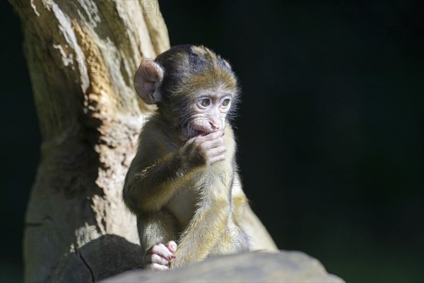 Barbary Macaque (Macaca sylvanus)