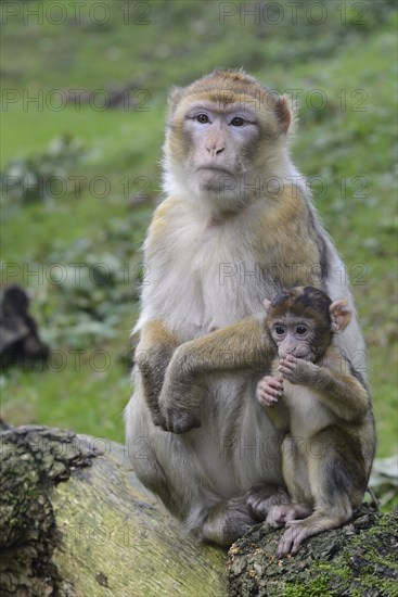 Barbary Macaques (Macaca sylvanus)