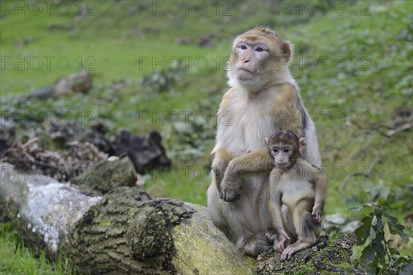 Barbary Macaques (Macaca sylvanus)