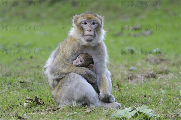 Barbary Macaques (Macaca sylvanus)