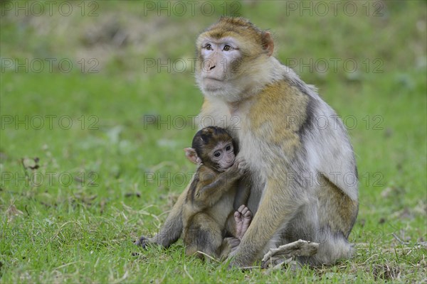 Barbary Macaques (Macaca sylvanus)