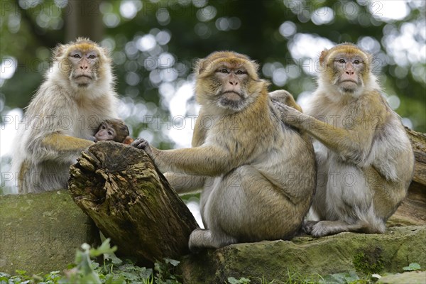 Barbary Macaques (Macaca sylvanus)