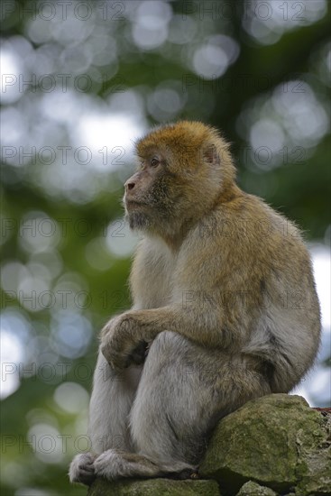 Barbary Macaque (Macaca sylvanus)