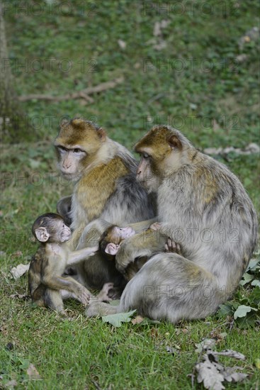 Barbary Macaques (Macaca sylvanus)