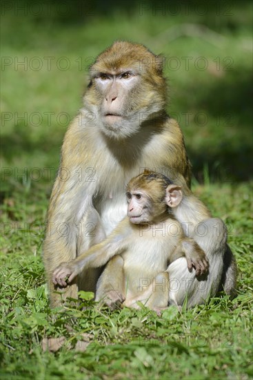 Barbary Macaques (Macaca sylvanus)