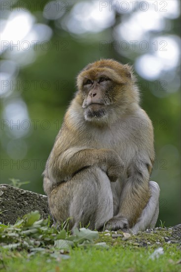 Barbary Macaque (Macaca sylvanus)