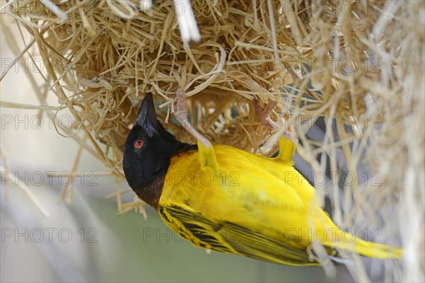 Village Weaver