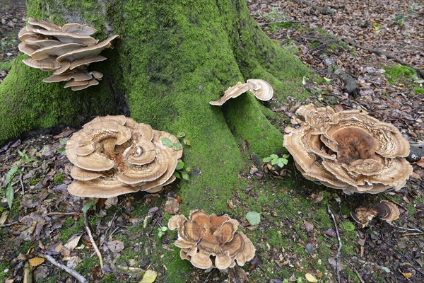 Giant polypores (Meripilus giganteus)