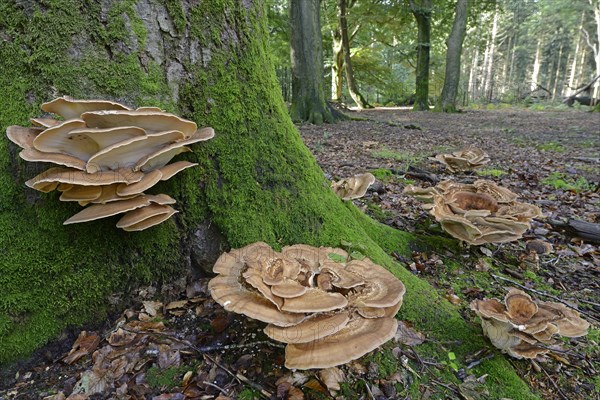 Giant polypores (Meripilus giganteus)