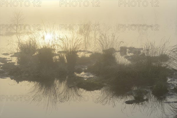 Early morning in a swamp or a moor