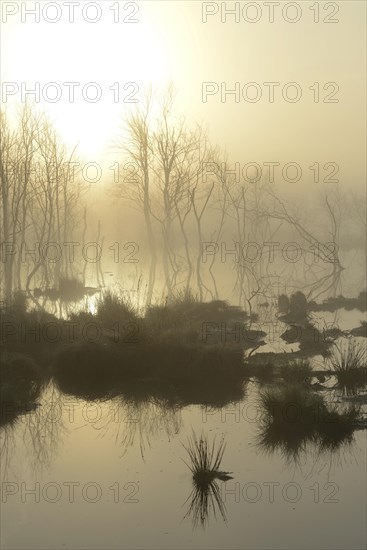 Early morning in a swamp or a moor