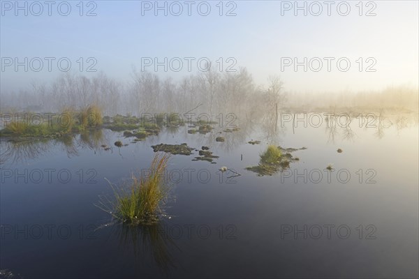 Early morning in a swamp or a moor