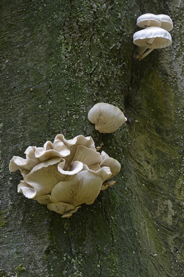 Porcelain fungus (Oudemansiella mucida)