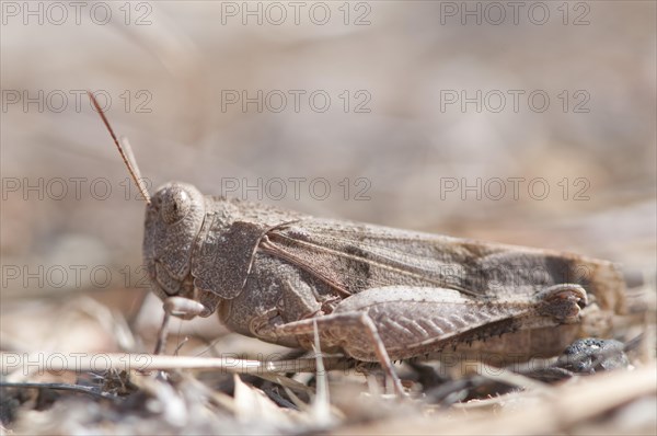 Red-winged Grasshopper (Oedipoda germanica)