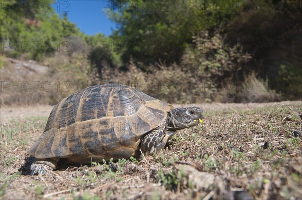 Spur-thighed tortoise (Testudo graeca)