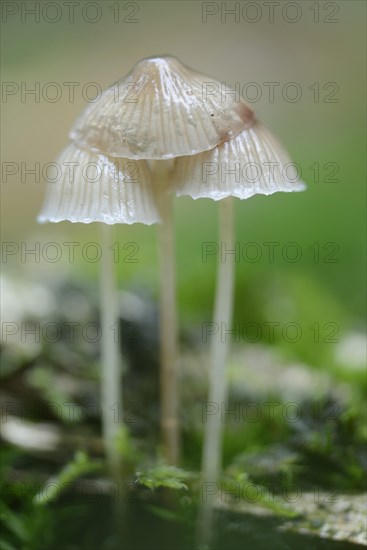 Milking bonnet (Mycena galopus)