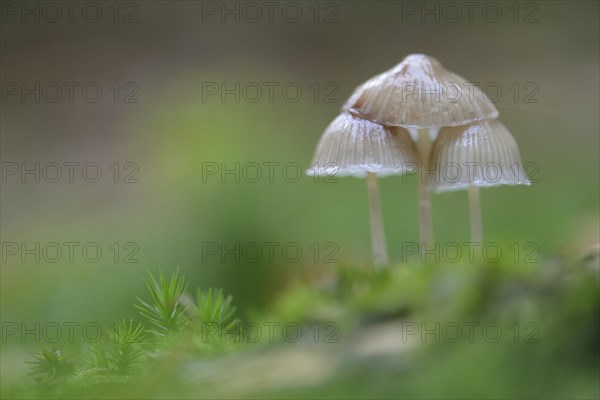 Milking bonnet (Mycena galopus)