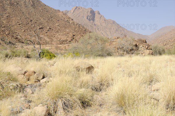 Grass and mountain landscape along a trail to the White Lady rock painting in the Tsisab Gorge