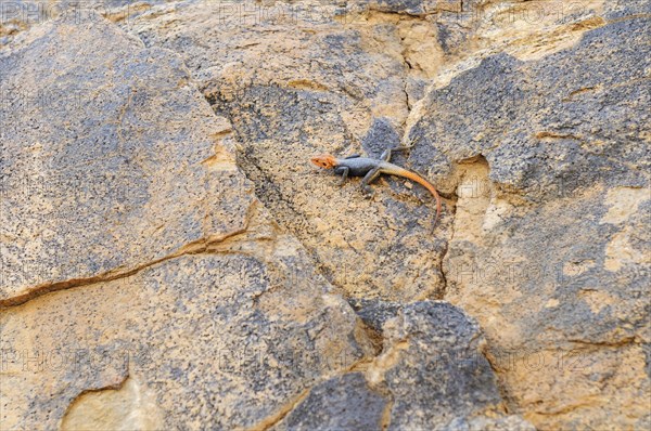 Namibian Rock Agama (Agama planiceps) Tsisab Gorge