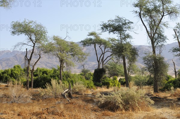 Shrubland