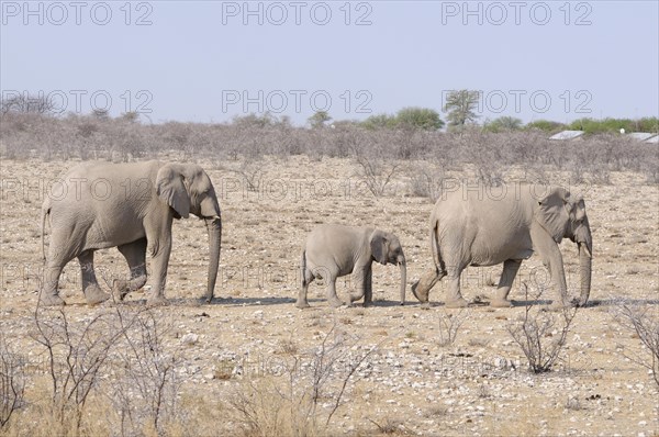 African elephants (Loxodonta africana) with a calf