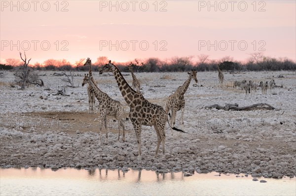 Giraffes (Giraffa camelopardalis)