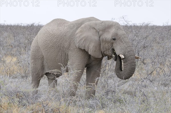 African Bush Elephant (Loxodonta africana)
