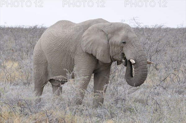 African Bush Elephant (Loxodonta africana)