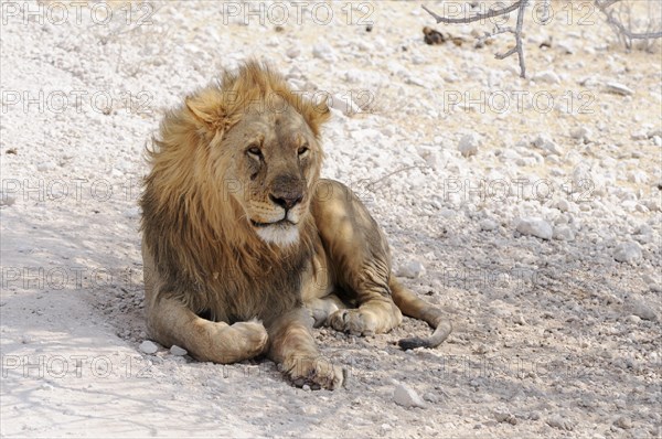 Lion (Panthera leo)