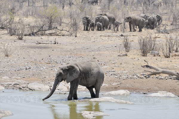 African Bush Elephant (Loxodonta africana) at the Moringa Waterhole