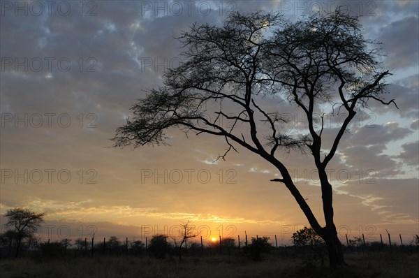 Acacia or Thorntree (Acacia)