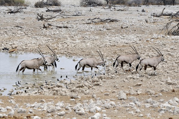 Gemsboks (Oryx gazella) at a waterhole