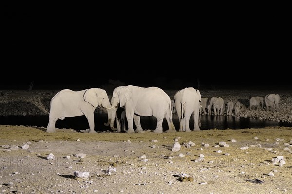 African Elephants (Loxodonta africana) at a waterhole at night