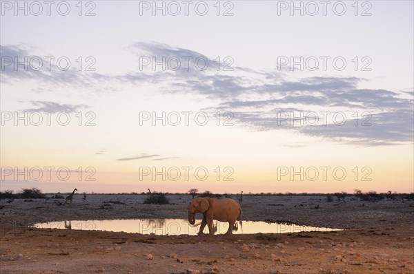 African Elephant (Loxodonta africana) at a waterhole in the evening