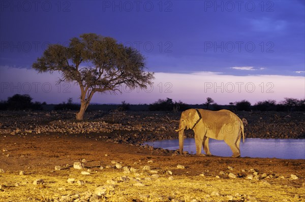 African Elephant (Loxodonta africana) at a waterhole in the evening