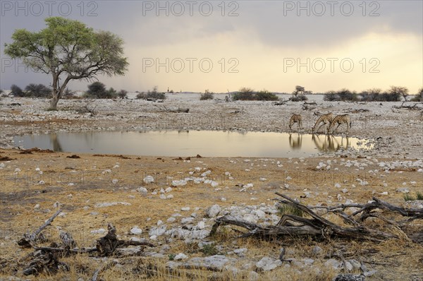 Giraffes (Giraffa camelopardalis) drinking at a waterhole