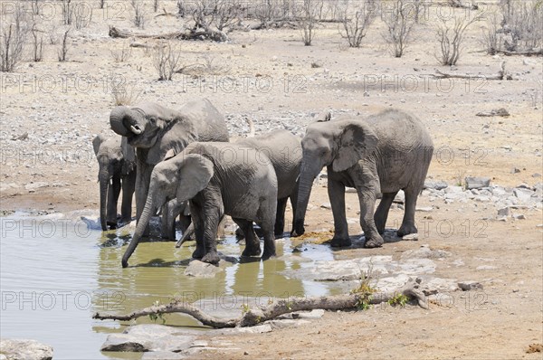 African Bush Elephants (Loxodonta africana) drinking at the Moringa waterhole