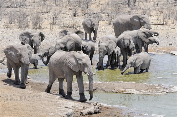 Herd of African Bush Elephants (Loxodonta africana) at Moringa Waterhole