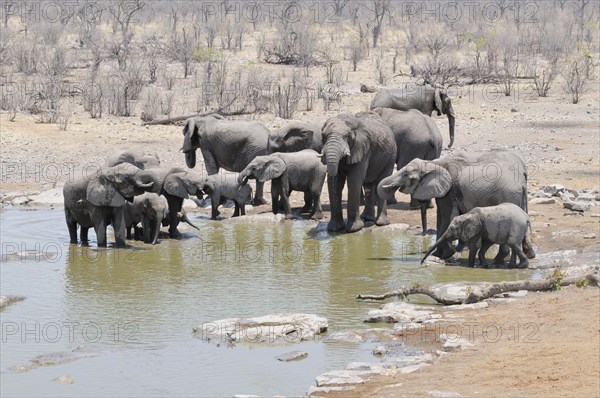 Herd of African Bush Elephants (Loxodonta africana) at Moringa Waterhole