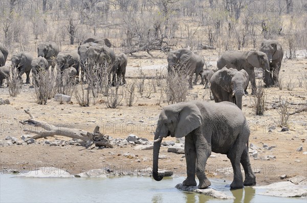 Herd of African Bush Elephants (Loxodonta africana) at Moringa Waterhole