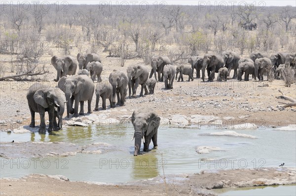 Herd of African Bush Elephants (Loxodonta africana) walking towards Moringa Waterhole