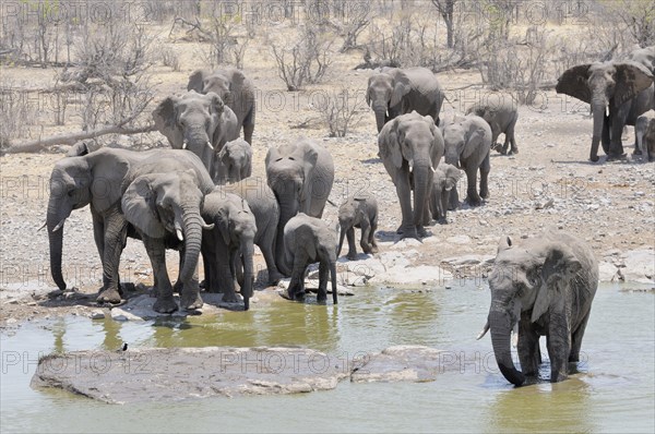 Herd of African Bush Elephants (Loxodonta africana) walking towards Moringa Waterhole