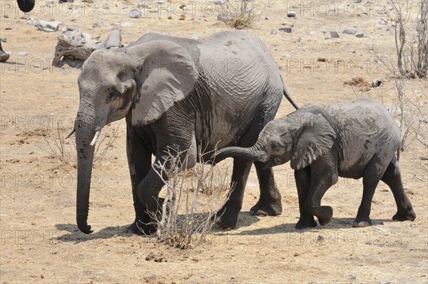 African elephants (Loxodonta africana)