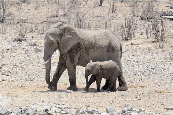 African elephants (Loxodonta africana)