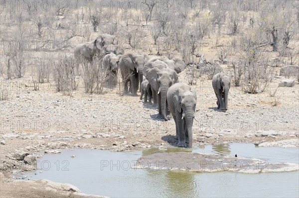 Herd of African Bush Elephants (Loxodonta africana) running to the Moringa Waterhole