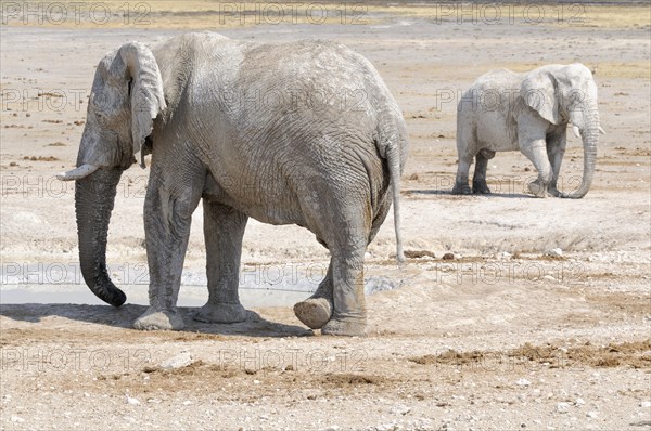 African Elephants (Loxodonta africana) after a mud bath at the Nebrownii waterhole