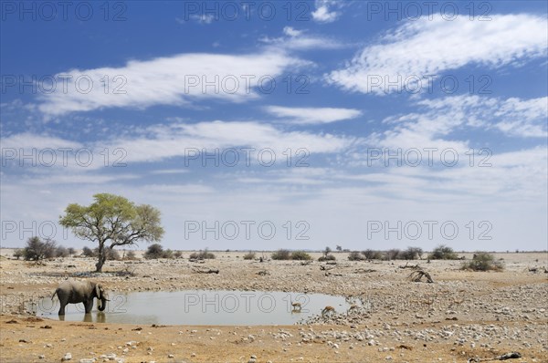 African Bush Elephant (Loxodonta africana) and Springboks (Antidorcas marsupialis) at a waterhole