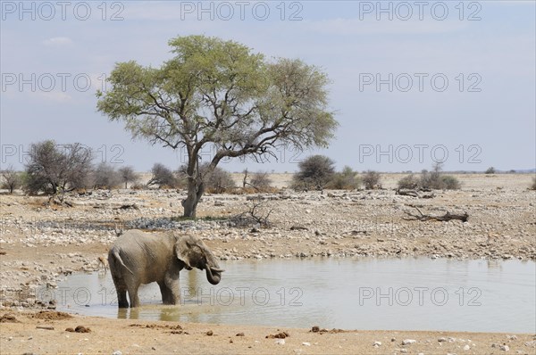 African Bush Elephant (Loxodonta africana) at a waterhole