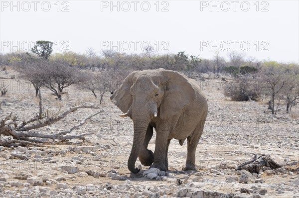 African Elephant (Loxodonta africana)